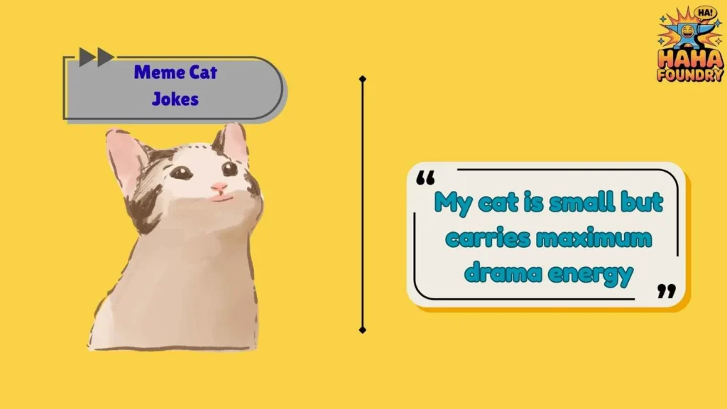 Cute Meme Cat Jokes That Melt Brains