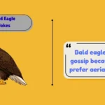 Bald Eagle Jokes